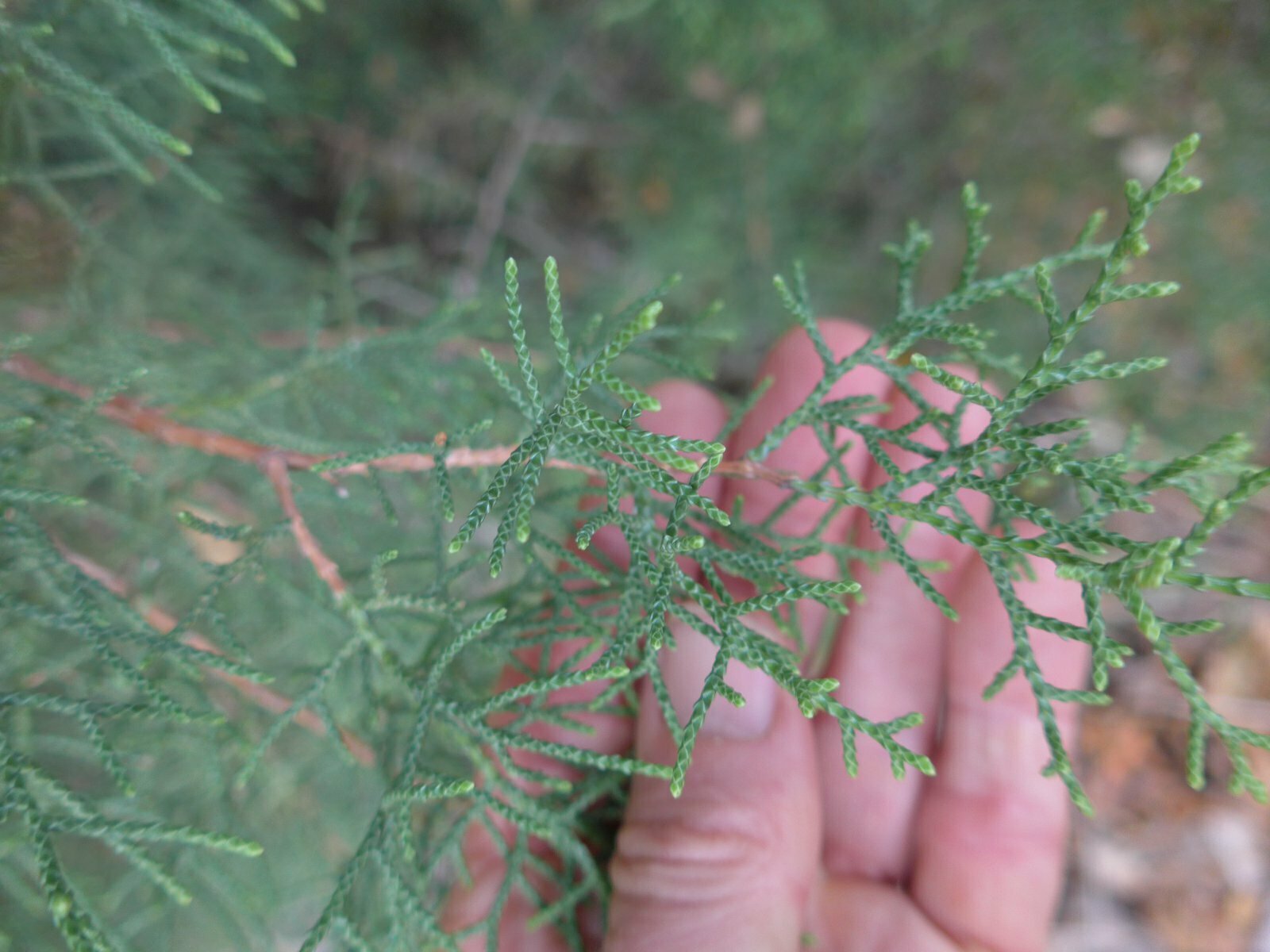 High Resolution Juniperus californica Leaf